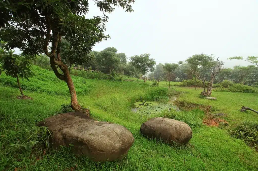 pond-garden pond-garden